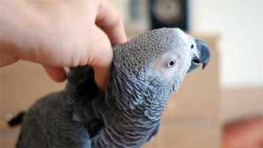 Moje jaco miluje karikatury